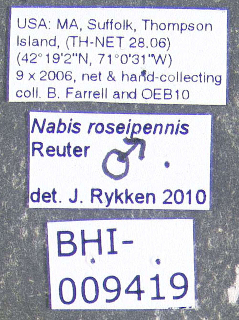 Image of Nabis (Nabis) roseipennis Reuter 1872