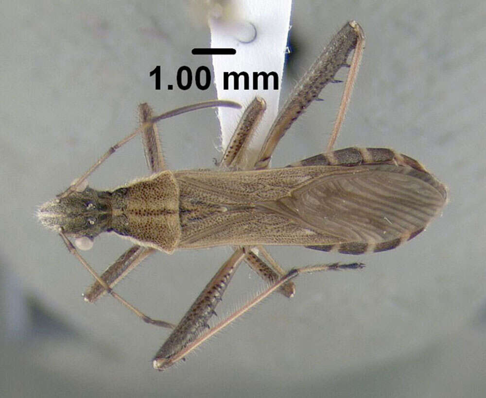 Image of Broad-headed bug