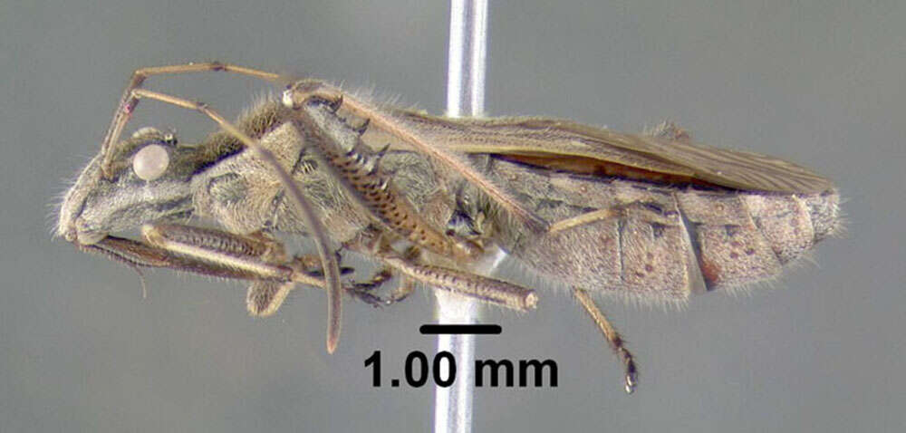 Image of Broad-headed bug