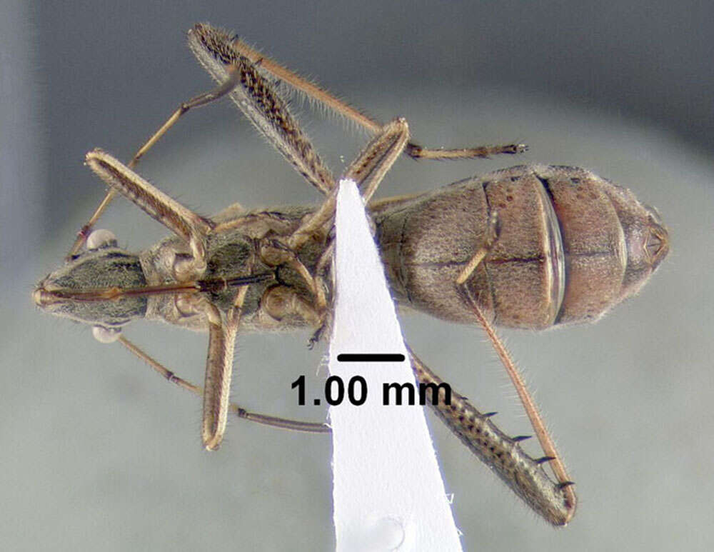 Image of Broad-headed bug