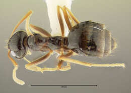 Image of False Honey Ant