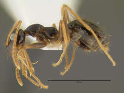 Image of False Honey Ant