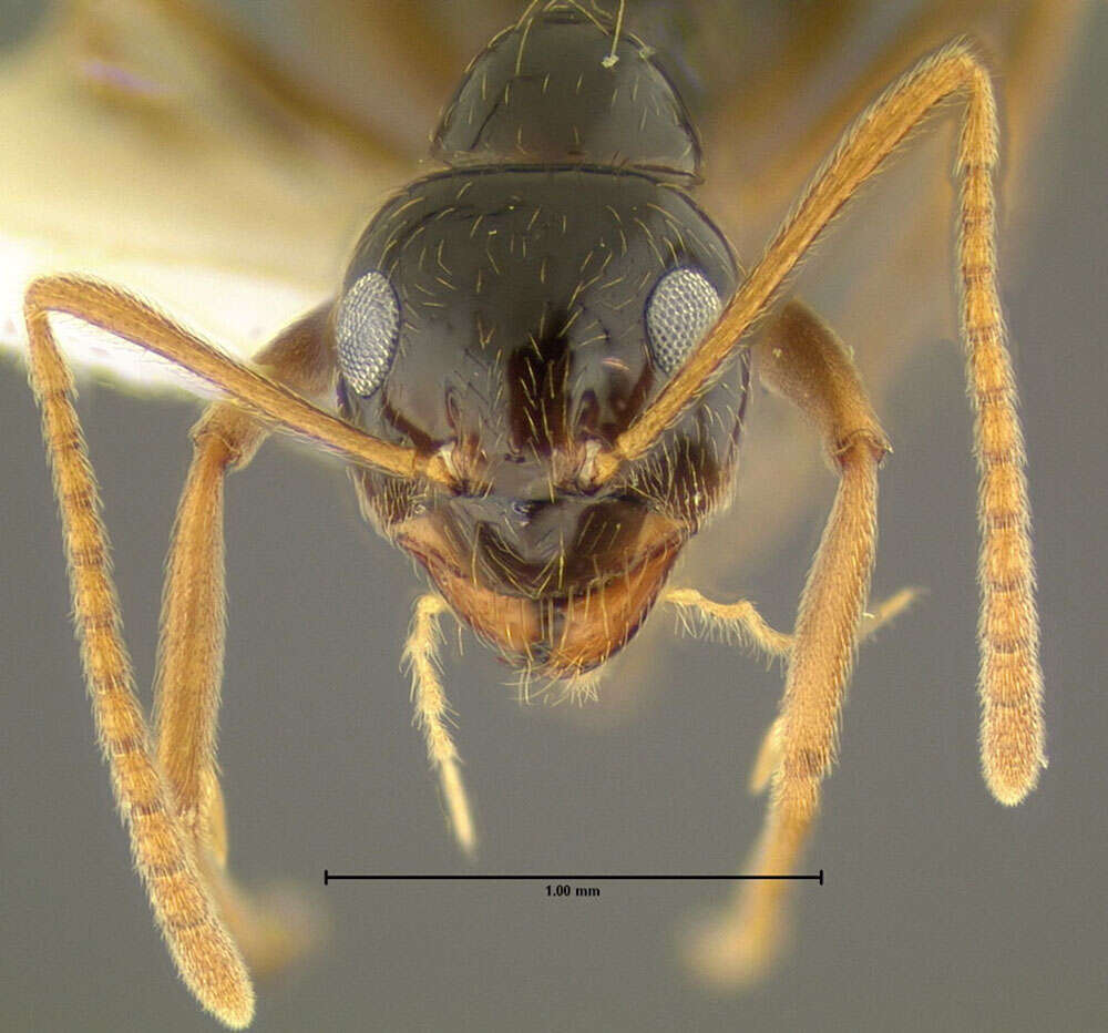 Image of False Honey Ant