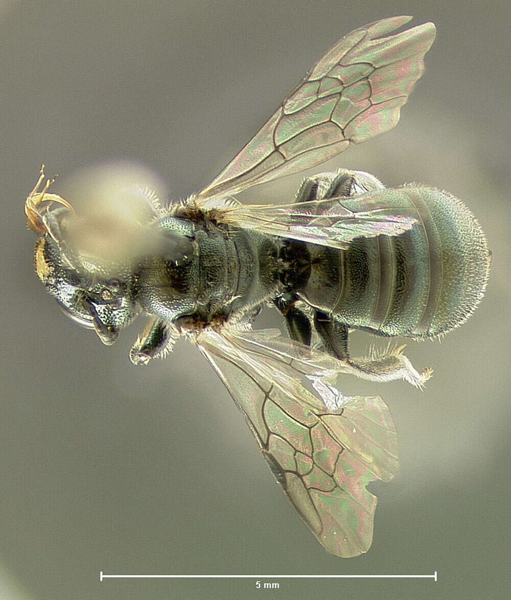 Image of Spurred Ceratina