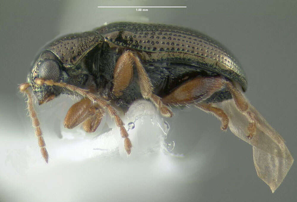 Image of Crepidodera heikertingeri (Lazorko 1974)