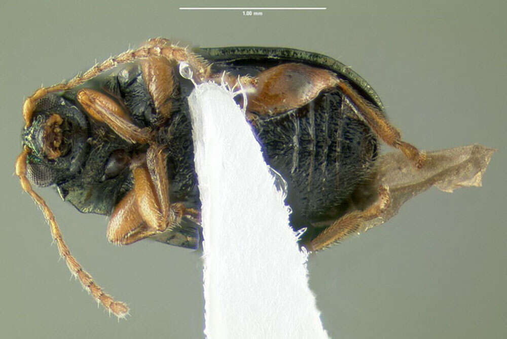 Image of Crepidodera heikertingeri (Lazorko 1974)