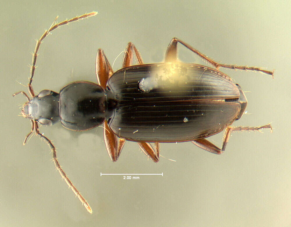 Image of Agonum (Europhilus) thoreyi Dejean 1828