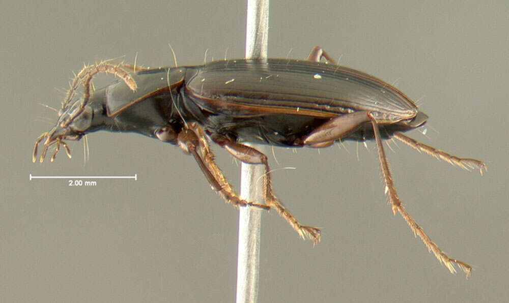 Image of Agonum (Europhilus) thoreyi Dejean 1828