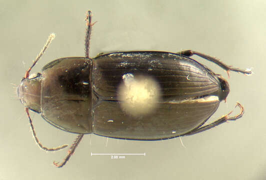 Image de Amara (Amara) lunicollis Schiödte 1837