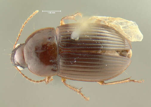 Amara (Celia) musculis (Say 1823) resmi