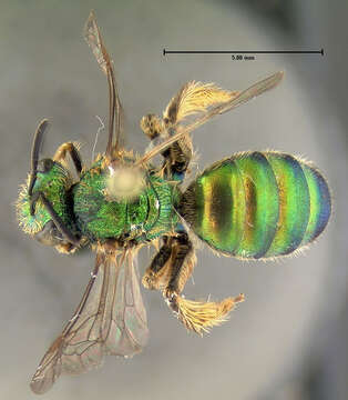 صورة Agapostemon sericeus (Förster 1771)