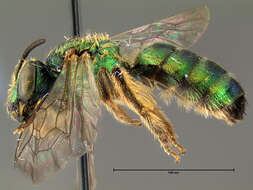 صورة Agapostemon sericeus (Förster 1771)