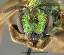 صورة Agapostemon sericeus (Förster 1771)