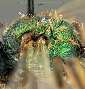 Image of Silky Agapostemon