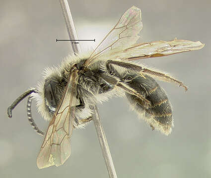 Image of Andrenine bee