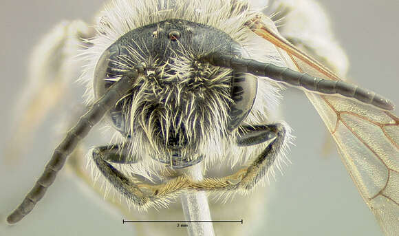 Image of Andrenine bee