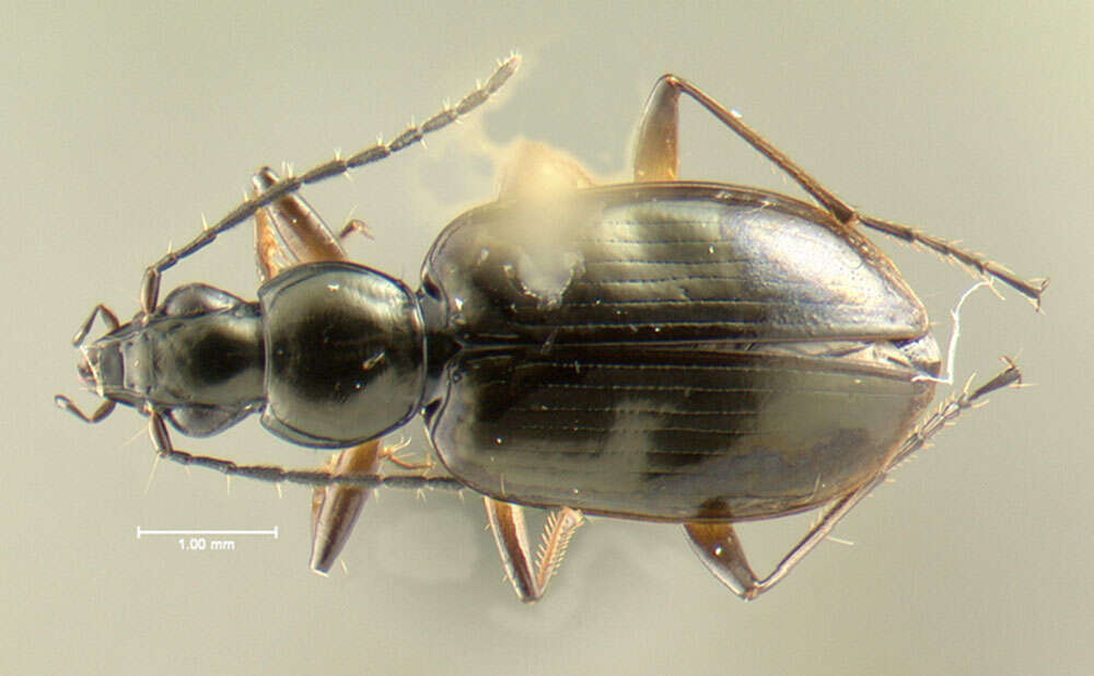 Image of Agonum (Olisares) aeruginosum Dejean 1828