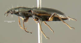 Image of Agonum (Olisares) aeruginosum Dejean 1828