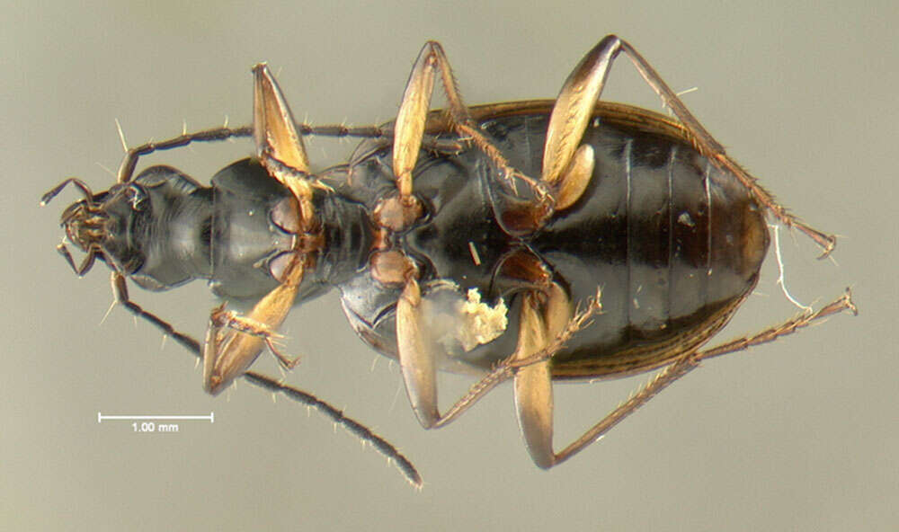 Image of Agonum (Olisares) aeruginosum Dejean 1828