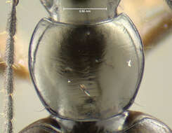 Image of Agonum (Olisares) aeruginosum Dejean 1828