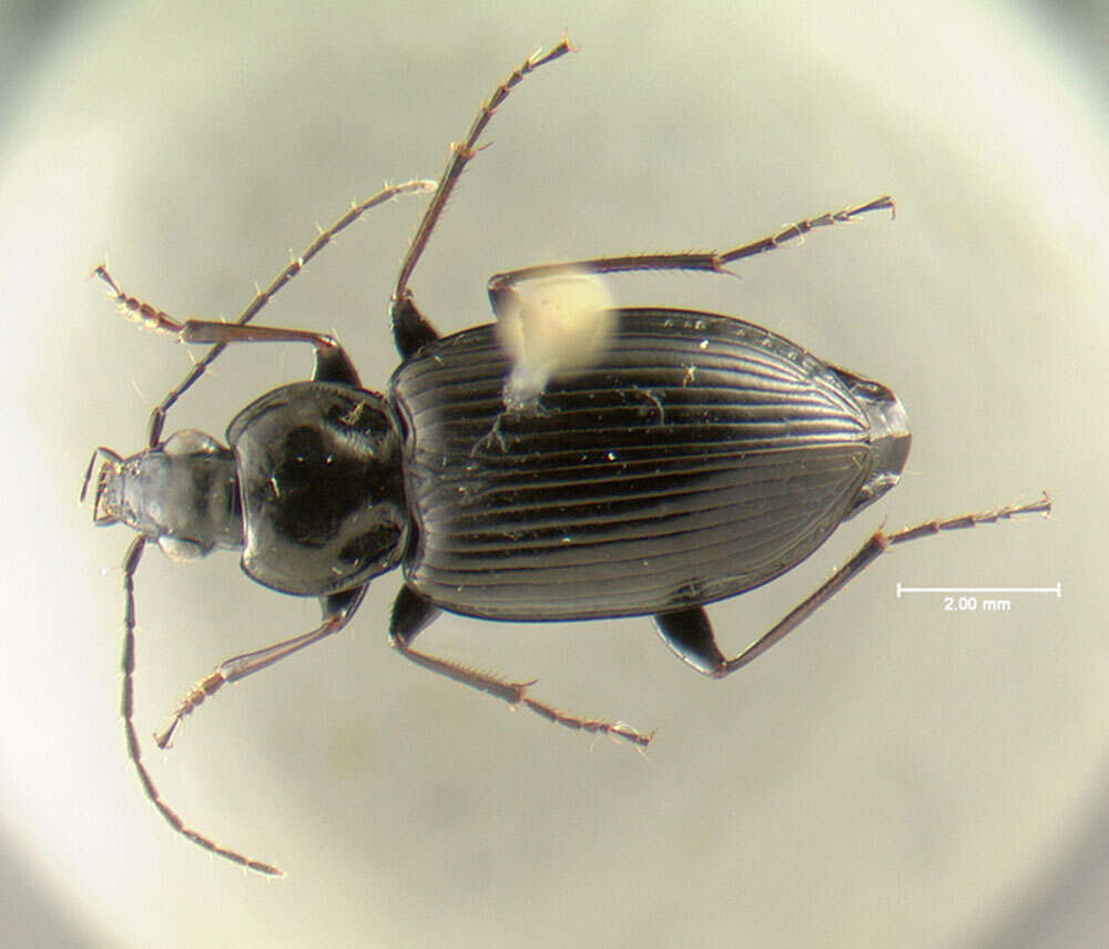 Image of Agonum (Olisares) melanarium Dejean 1828