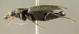 Image of Agonum (Olisares) melanarium Dejean 1828