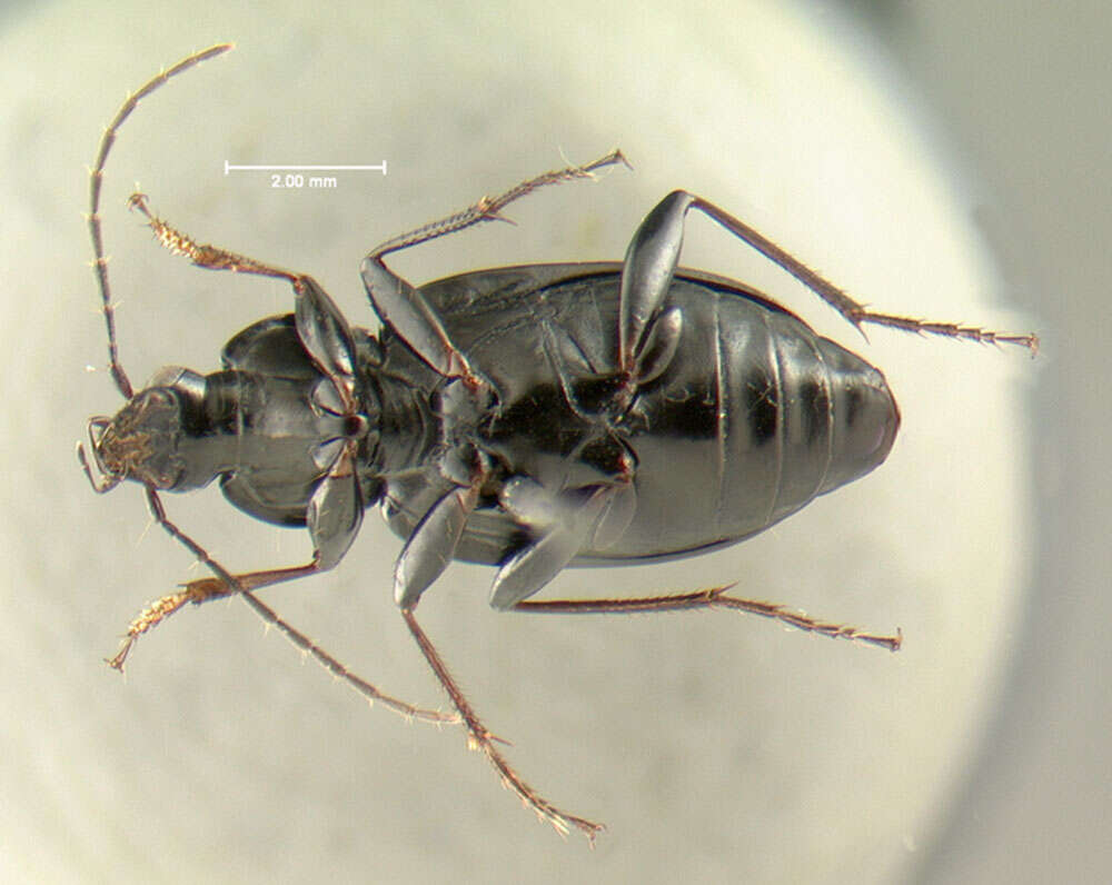 Image of Agonum (Olisares) melanarium Dejean 1828