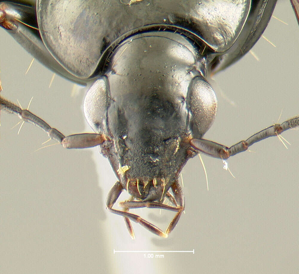 Image of Agonum (Olisares) melanarium Dejean 1828