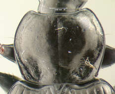 Image of Agonum (Olisares) melanarium Dejean 1828