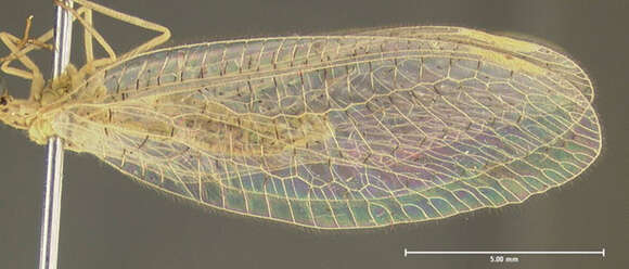 Image de Chrysopa oculata Say 1839