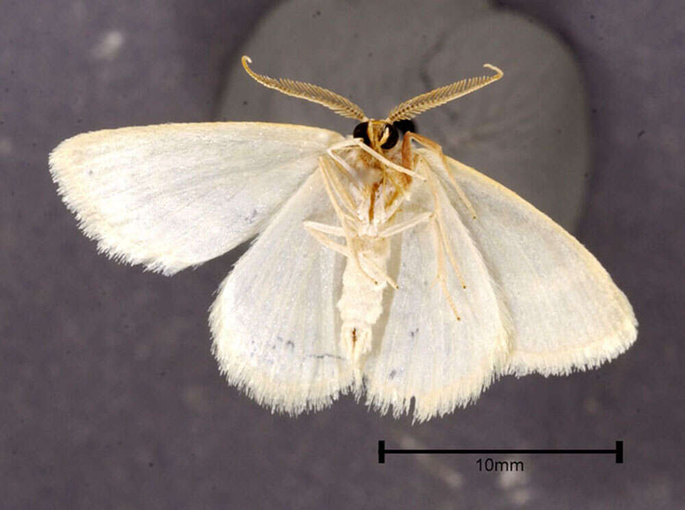 Image of Chlorochlamys chloroleucaria Guenée 1857