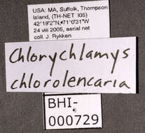 Image of Chlorochlamys chloroleucaria Guenée 1857