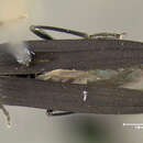 Image of Red-necked False Blister Beetle