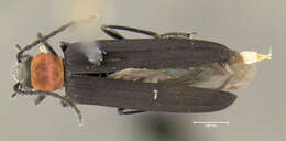 Image of Red-necked False Blister Beetle