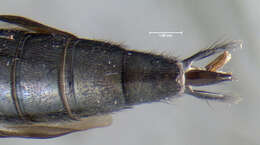 Image of Philonthus (Philonthus) caeruleipennis (Mannerheim 1830)