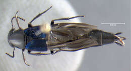 Image of Philonthus (Philonthus) caeruleipennis (Mannerheim 1830)