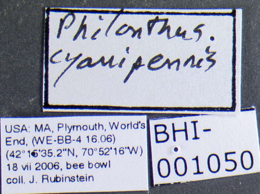 Image of Philonthus (Philonthus) caeruleipennis (Mannerheim 1830)