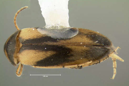 Image of Mordellistena ornata (Melsheimer 1845)