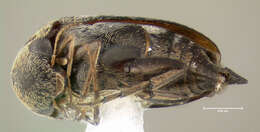 Plancia ëd Mordellaria undulata (Melsheimer 1845)