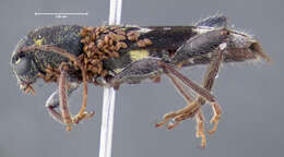 Image of Rustic Borer