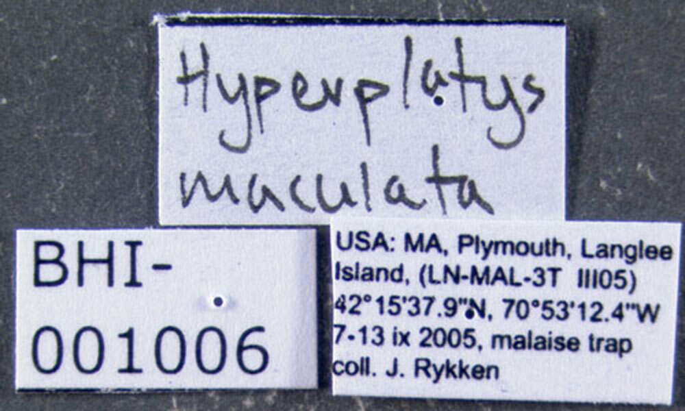 Image of Hyperplatys maculata Haldeman 1847