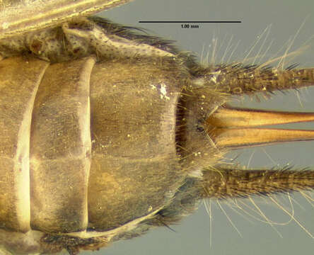 Image of Eunemobius carolinus carolinus (Scudder & S. H. 1877)