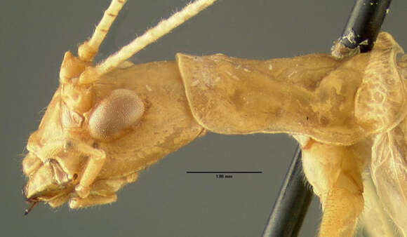 Image of Two-spotted Tree Cricket