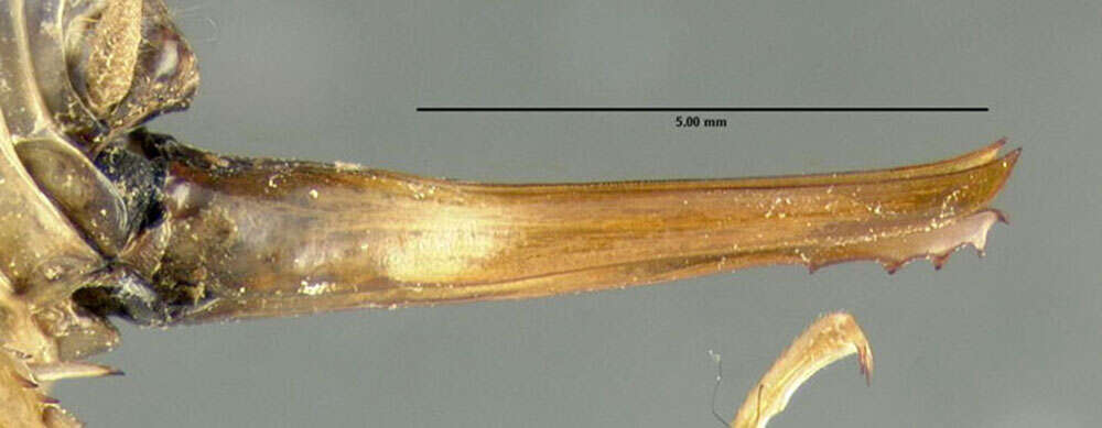 Image of Ceuthophilus (Ceuthophilus) maculatus (Harris & T. W. 1835)