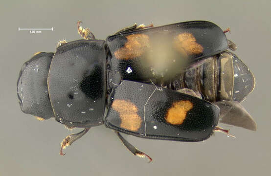 Image of Four-spotted Sap Beetle