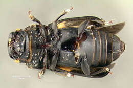 Image of Four-spotted Sap Beetle