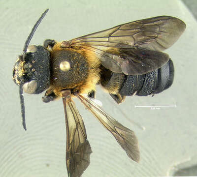 Image of giant resin bee