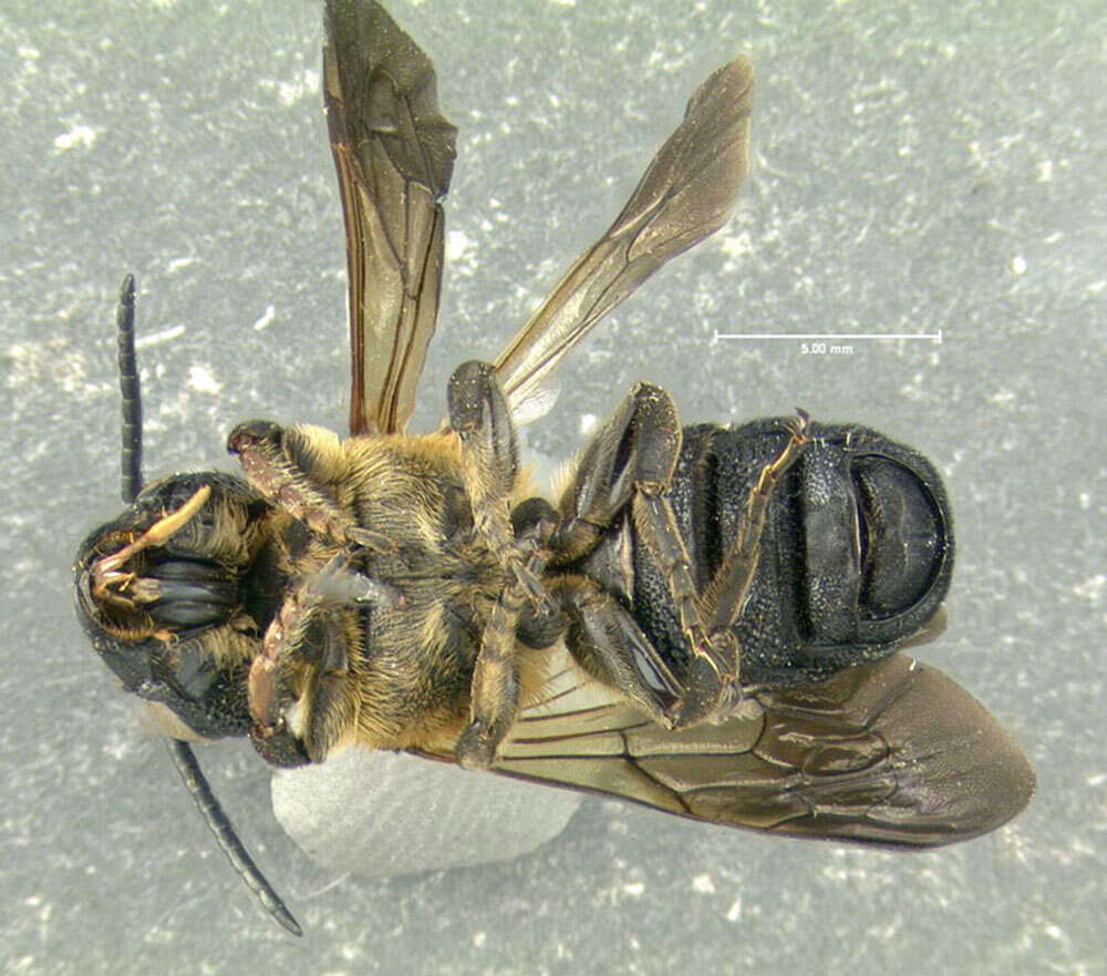 Image of giant resin bee