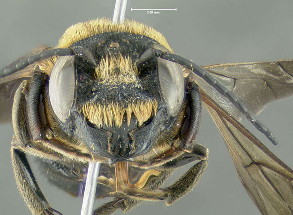 Image of giant resin bee