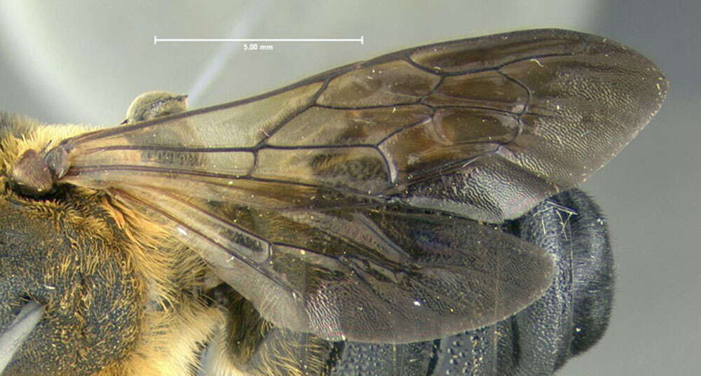 Image of giant resin bee